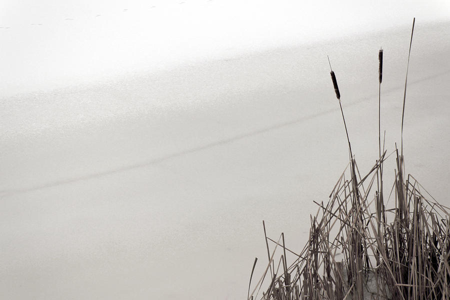 Cat Tails in Winter Photograph by Jim Vance