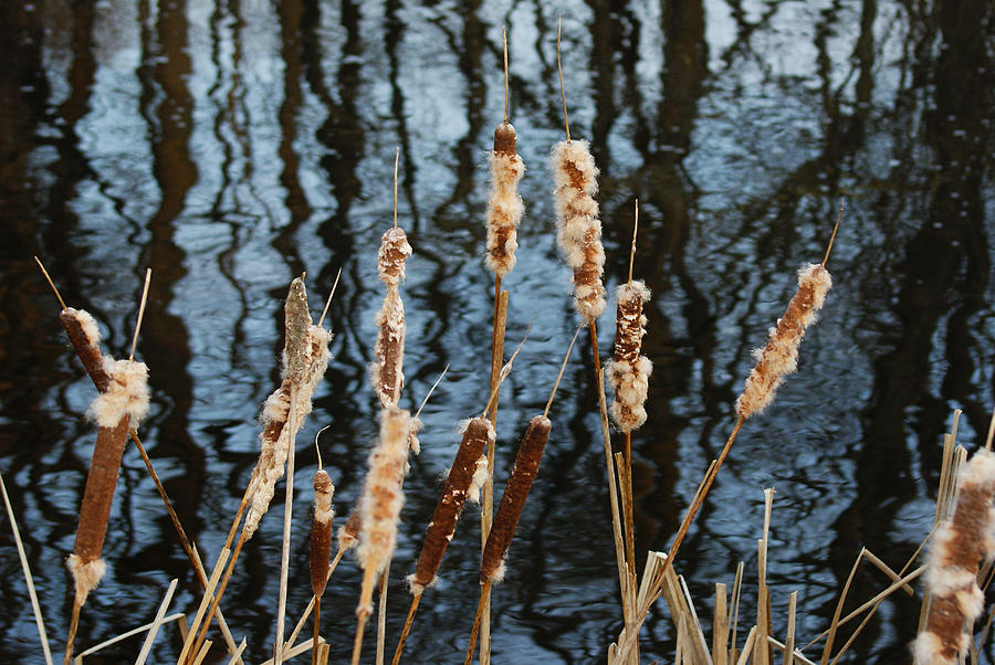 Cat Tails in Winter Photograph by Margie Avellino