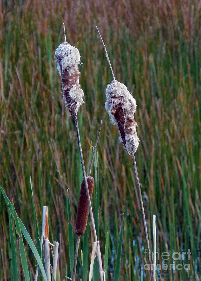 Cat Tails Photograph by Skip Willits