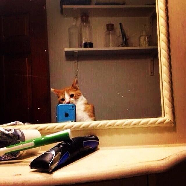 Cat Photograph - #cat Taking A #selfie 😂 by Luis Alberto
