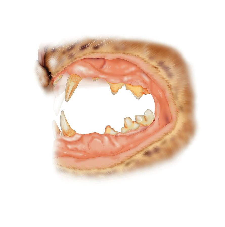 Cat Teeth Tartar Photograph by Samantha Elmhurst/science Photo Library