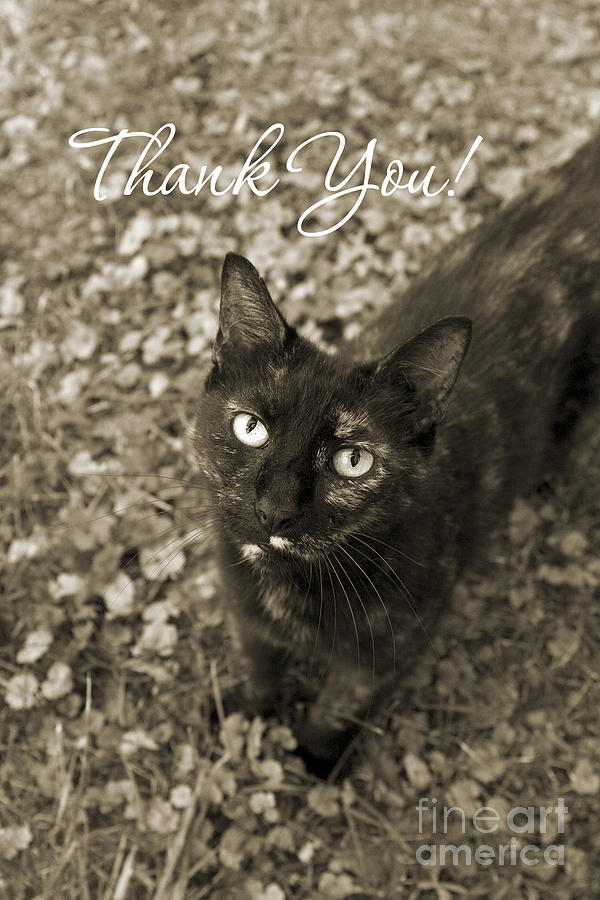 Cat Thank You Cards Photograph by Chris Scroggins