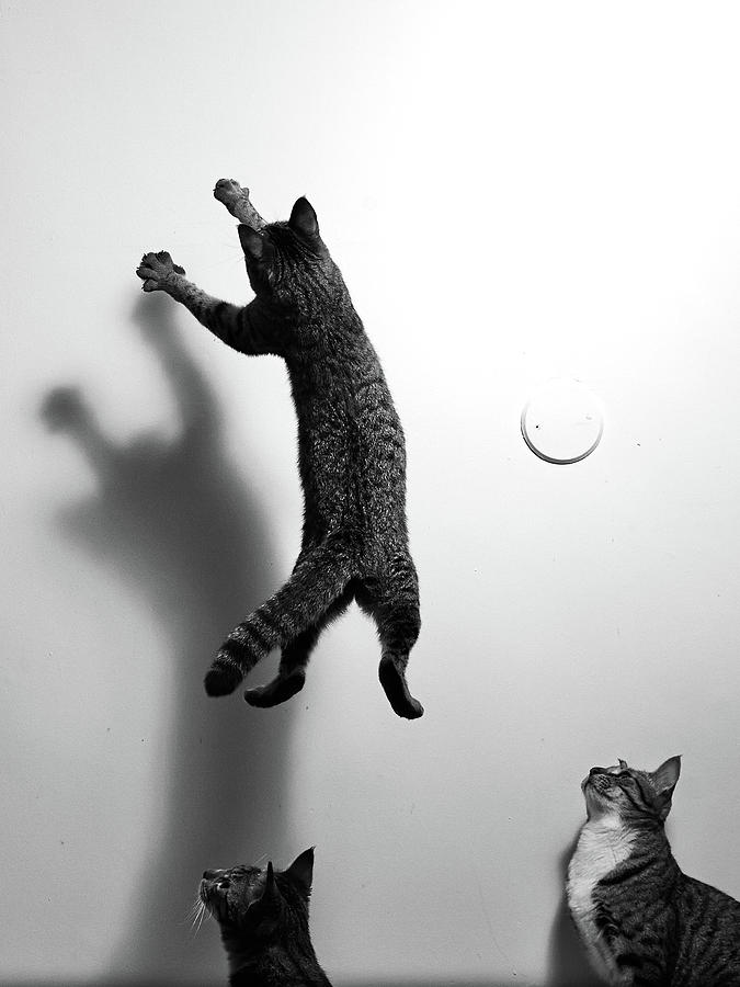 Cat To Jump Towards The Wall Photograph by Akimasa Harada