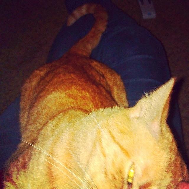 Cat Photograph - #cat Took Over My Lap While Watching by Elisabeth Prudente