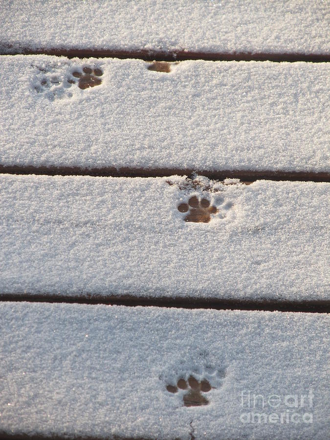 Cat Photograph - Cat Tracks by Tracy L Teeter 