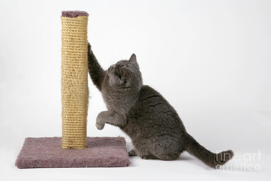 Cat Using Scratching Post Photograph by 