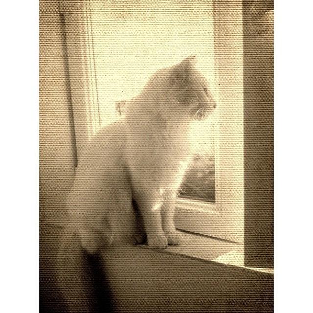 Vintage Photograph - #cat #vintage #white by Georgia Clare