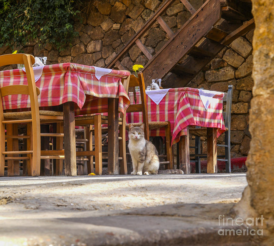 Cat waiting for guests in restaurant Photograph by Patricia Hofmeester