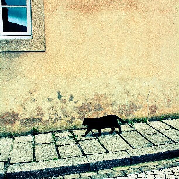 Cat Photograph - Cat Walk by Ben Smith