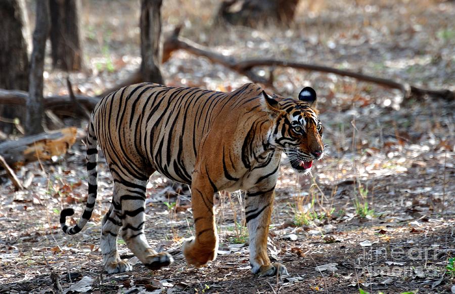 Nature Photograph - Cat Walk Of Tiger by Manjot Singh Sachdeva