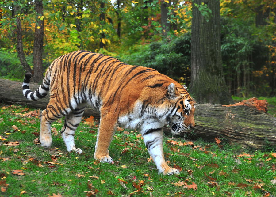 Tiger Tracks Photograph By Tony Ambrosio Pixels 