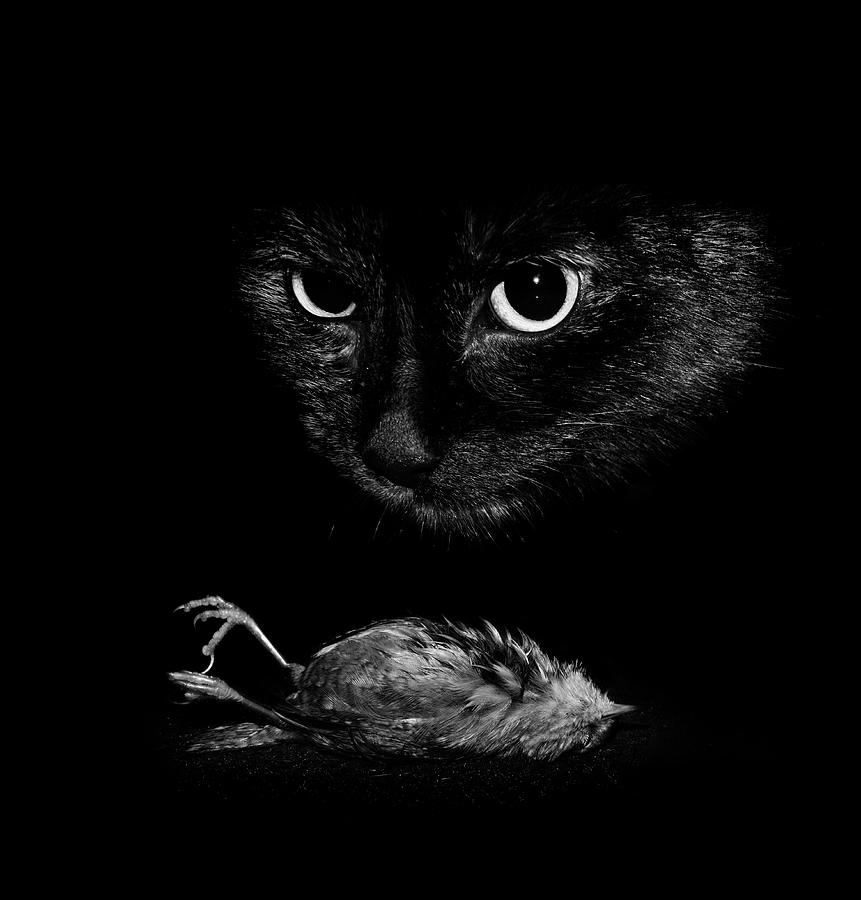 Wren Photograph - Cat With A Dead Bird by Cordelia Molloy