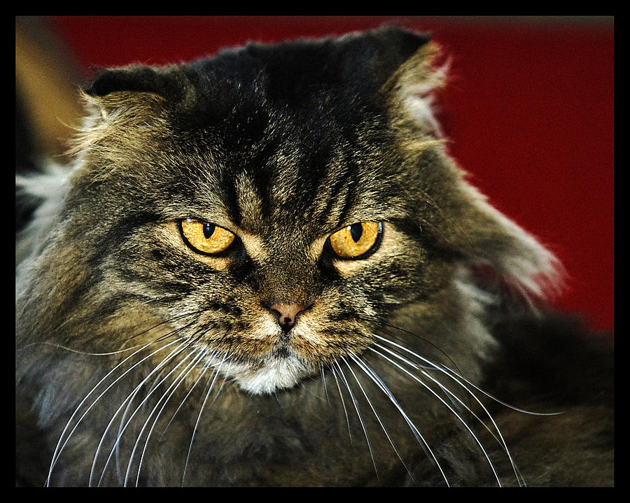 Cat With an Attitude Photograph by Robert Culver