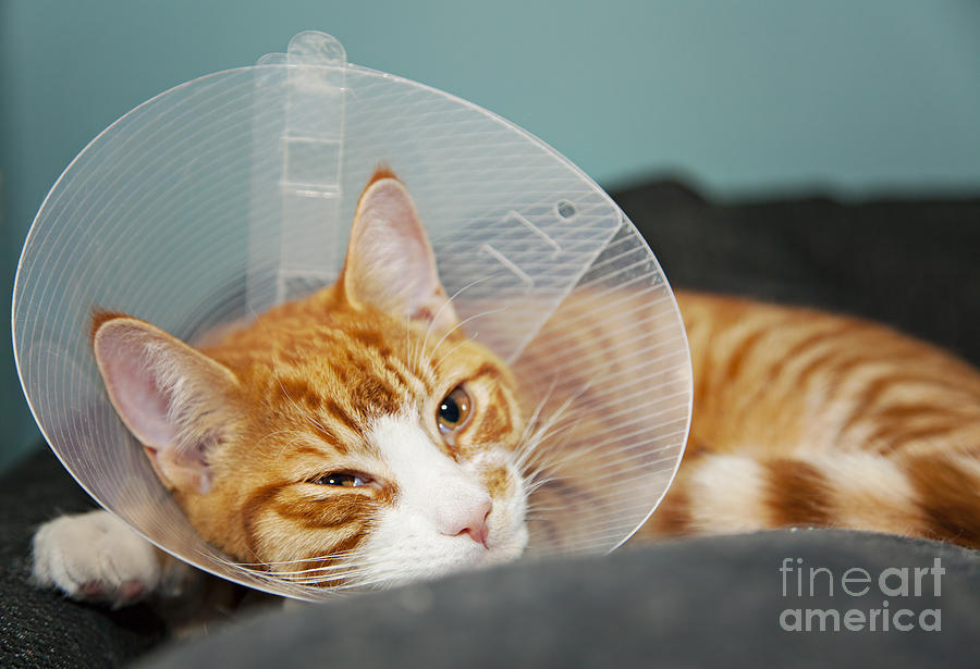 Cat wearing clearance cone after surgery