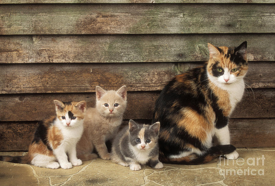 Cat With Kittens Photograph by John Daniels