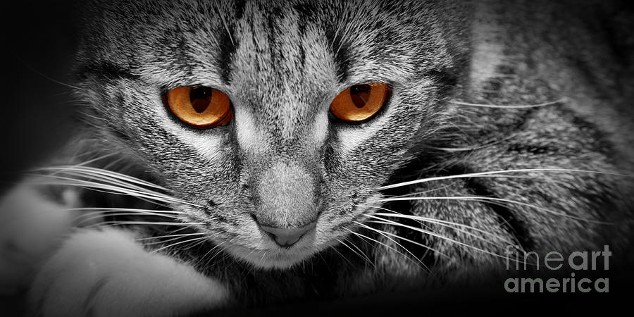 Cat with scary red glowing eyes Photograph by Michal Bednarek