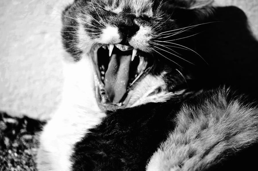 Cat Yawning Photograph by Maisie Anderson | Fine Art America