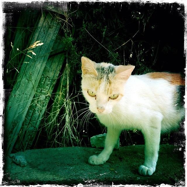 Johns Photograph - Catalan Cat..sitges, Spain #hipstamatic by Goro Rivera
