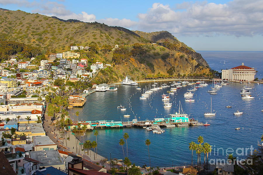 Catalina Harbor Photograph by Suzanne Oesterling