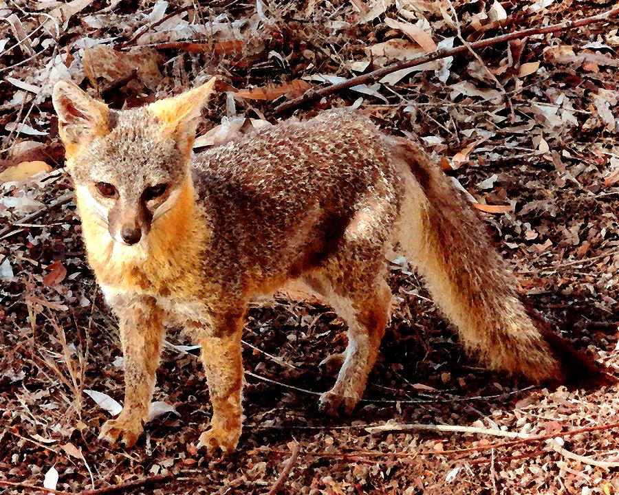 Catalina Island Fox Photograph by Timothy Bulone