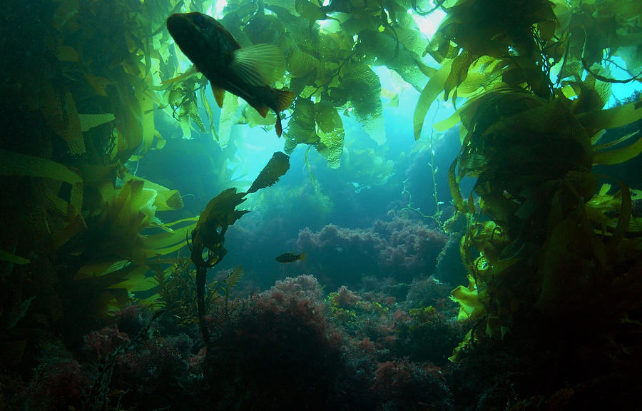 Catalina Kelp Forest Photograph by Darren Bradley