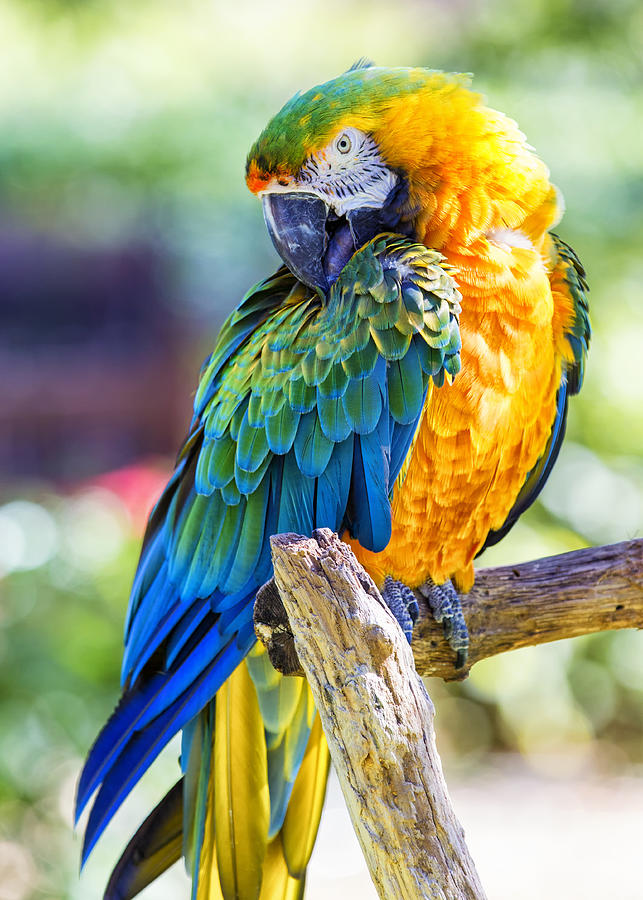 Catalina Macaw Photograph by Bill and Linda Tiepelman