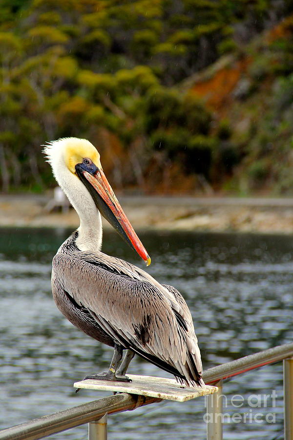 Catalina Pelican in the Rain Photograph by Suzanne Oesterling