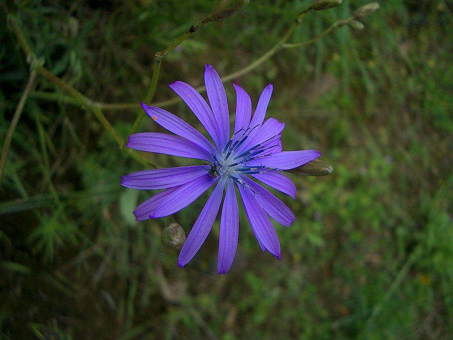 Catalonian Anemone by Jim Barbour Catalonian Anemone by Jim Barbour