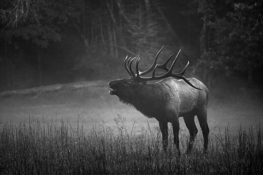 Animal Photograph - Cataloochee Bull Elk by Carol Montoya