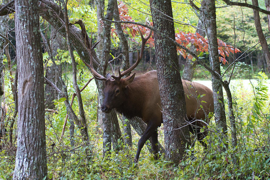 Cataloochee Bull Elk Photograph by David Beebe