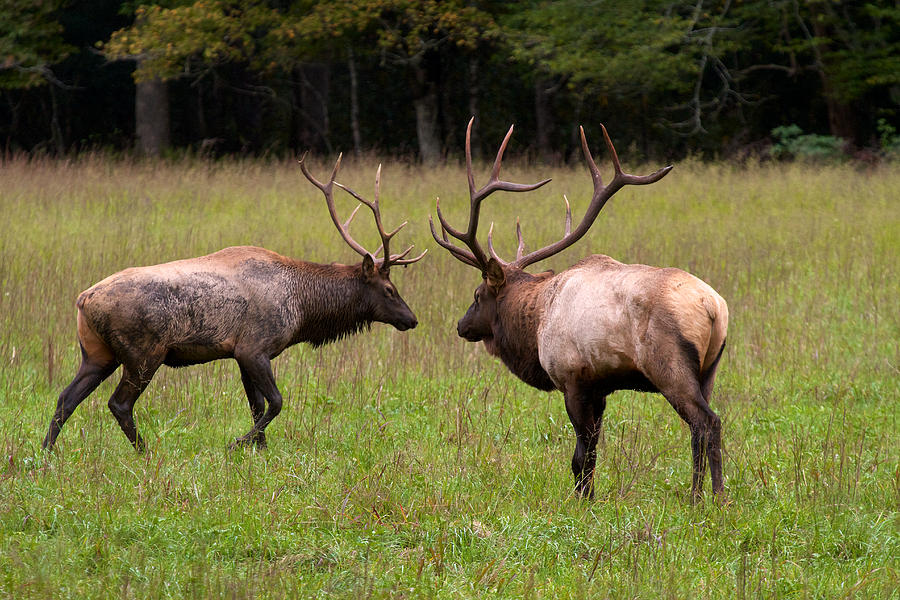 Cataloochee Bull Elks Photograph by David Beebe