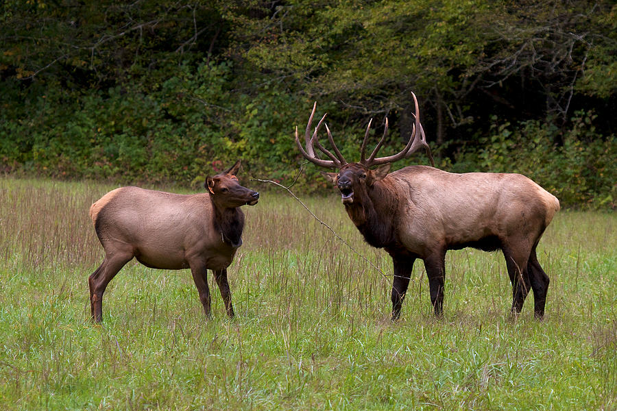 Cataloochee Elk Bull And Cow Photograph by David Beebe