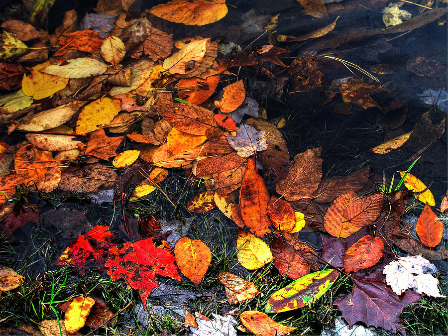 Fall Photograph - Cataloochee Fall by Craig Burgwardt