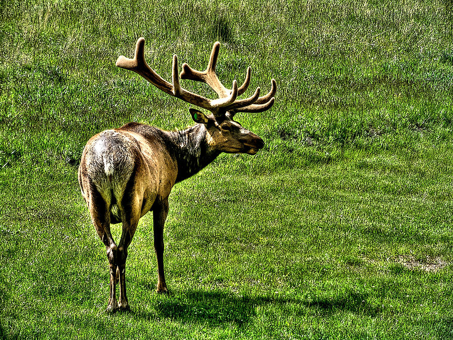 Cataloochee Velvet Elk Photograph by Craig Burgwardt