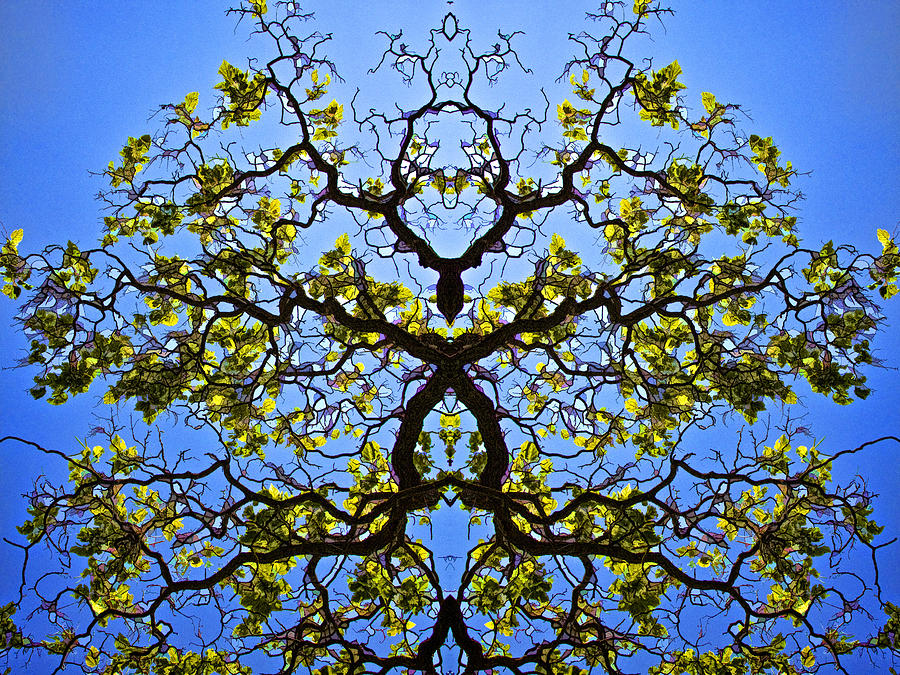 Catalpa Tree Photograph by Diana Powell