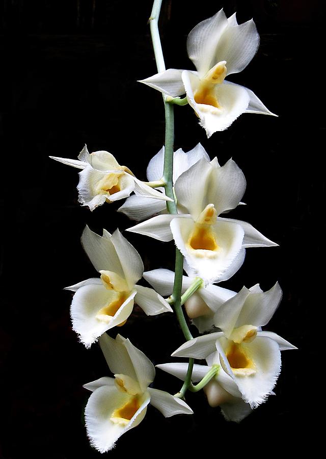 Catasetum pileatum orchid  Photograph by Rudy Umans