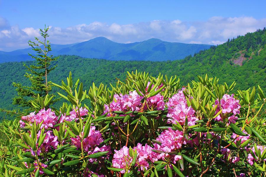 Catawba Rhododendron Black Mountains Photograph