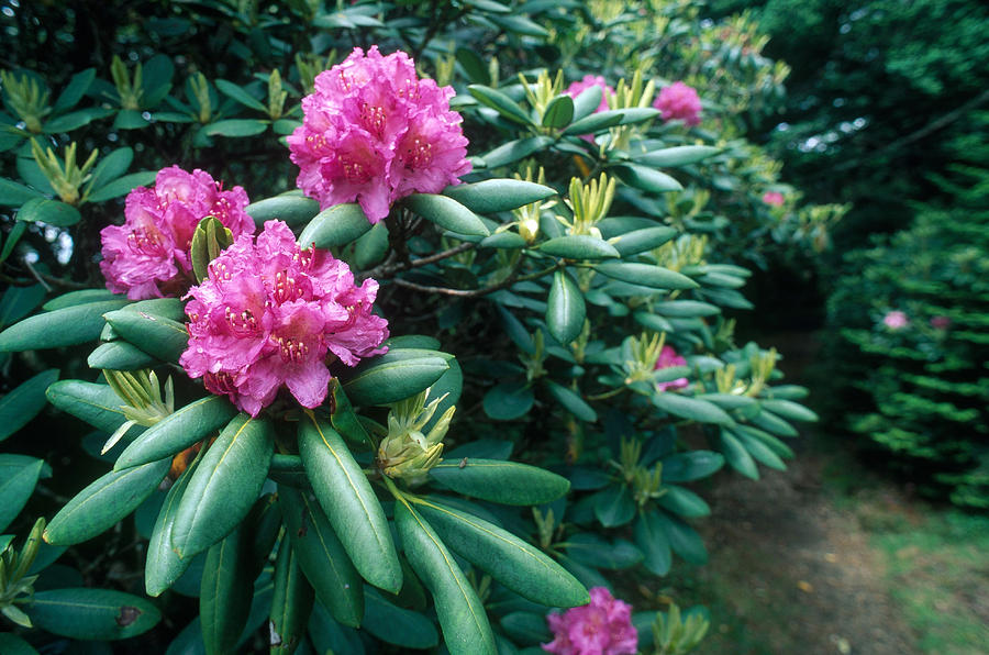 Appalachian Trail Photograph - Catawba Rhododendron by Kenneth Murray