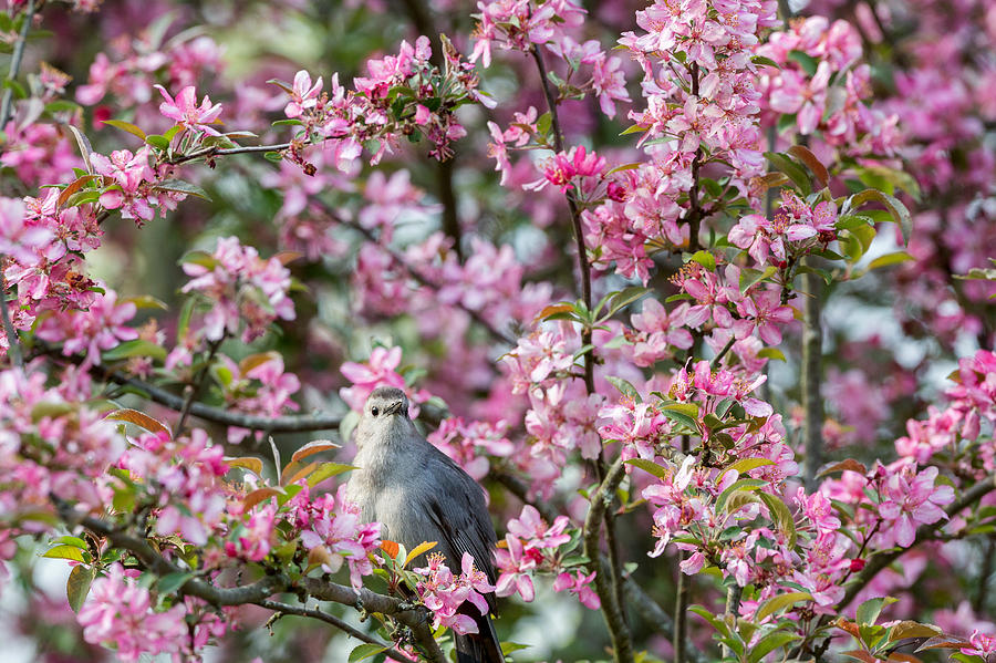 Catbird In A Pear Tree Photograph by Bill Wakeley