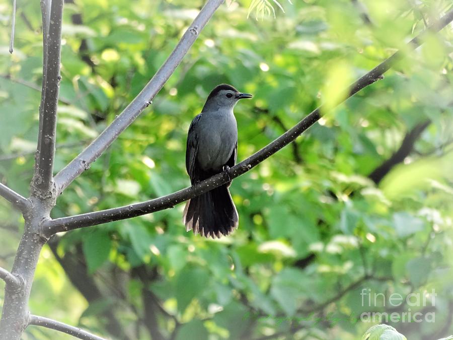 Bird Photograph - Catbird in the Spring by Gena Weiser