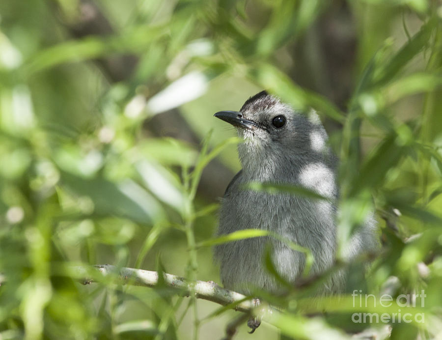 Catbird sitting in a bush Photograph by Jeannette Hunt