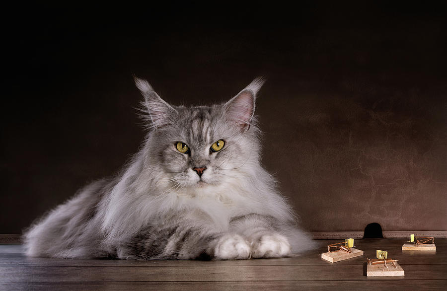 Mouse Photograph - Catch Me If You Can by Adrian Vrican Mouse Photograph - Catch Me If You Can by Adrian Vrican