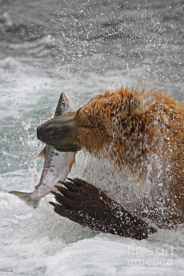 Catch of the Day Photograph by Bill Singleton
