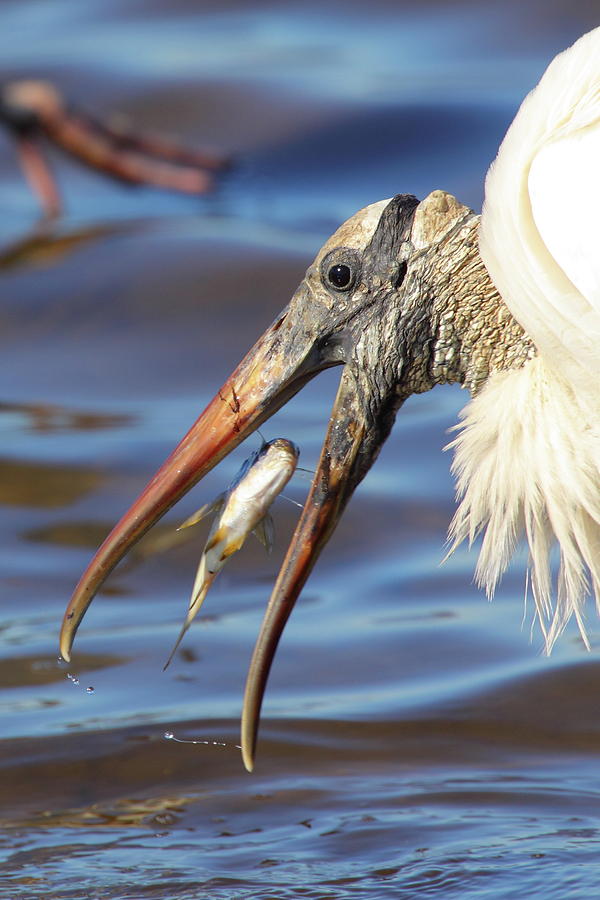 Stork Photograph - Catch Of The Day by Bruce J Robinson