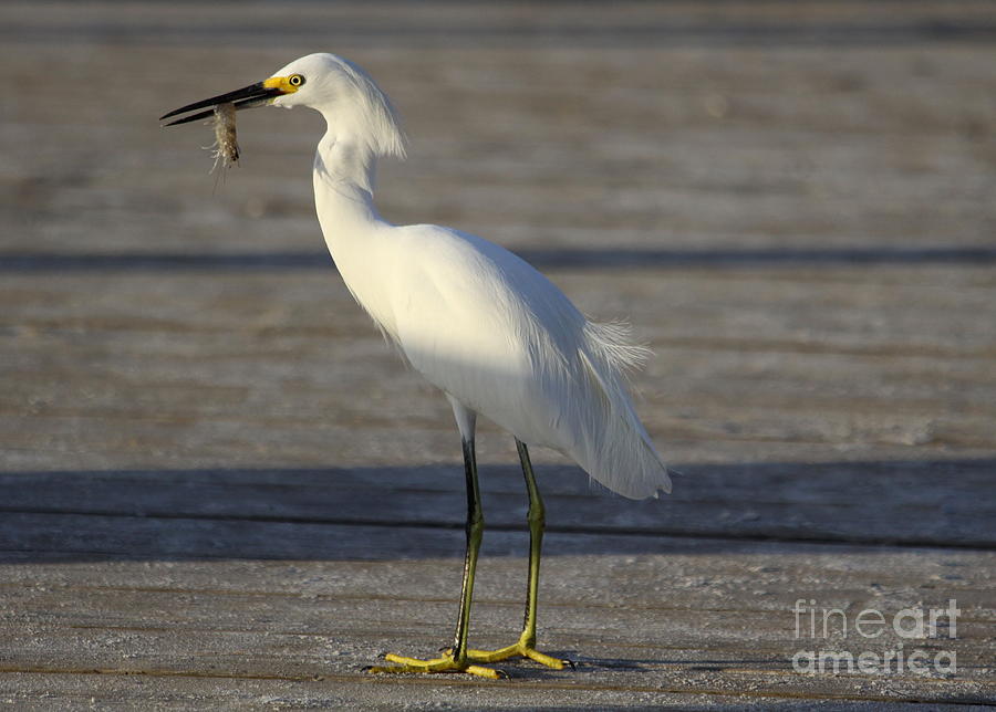 Egret Photograph - Catch Of The Day by Christiane Schulze Art And Photography