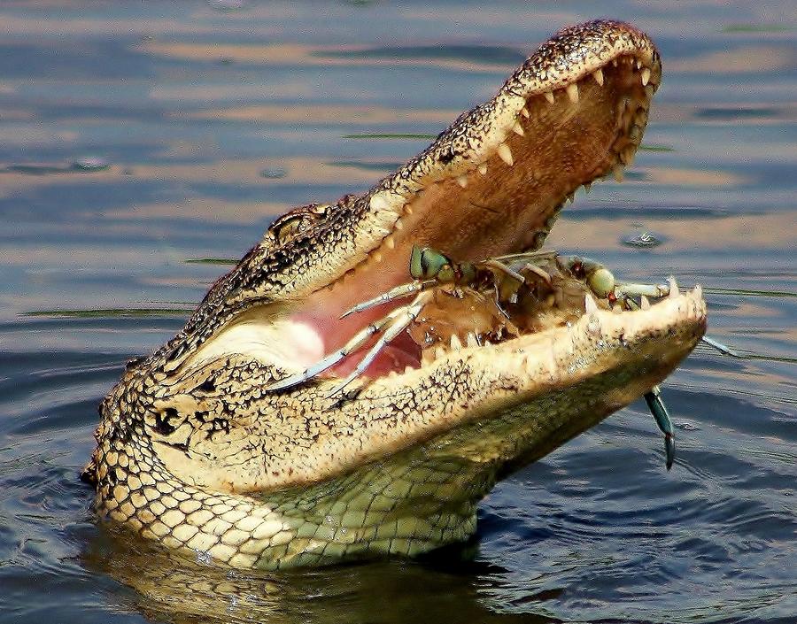 Catch of the Day Crab Photograph by Paulette Thomas - Fine Art America