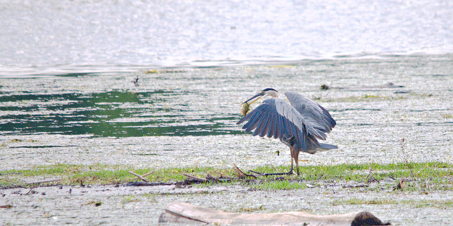 Heron Photograph - Catch Of The Day by Roy Williams