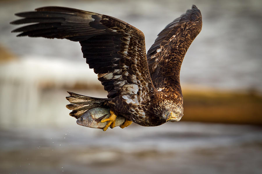 Bald Eagle Photograph - Catch of the Day by Todd Ryburn