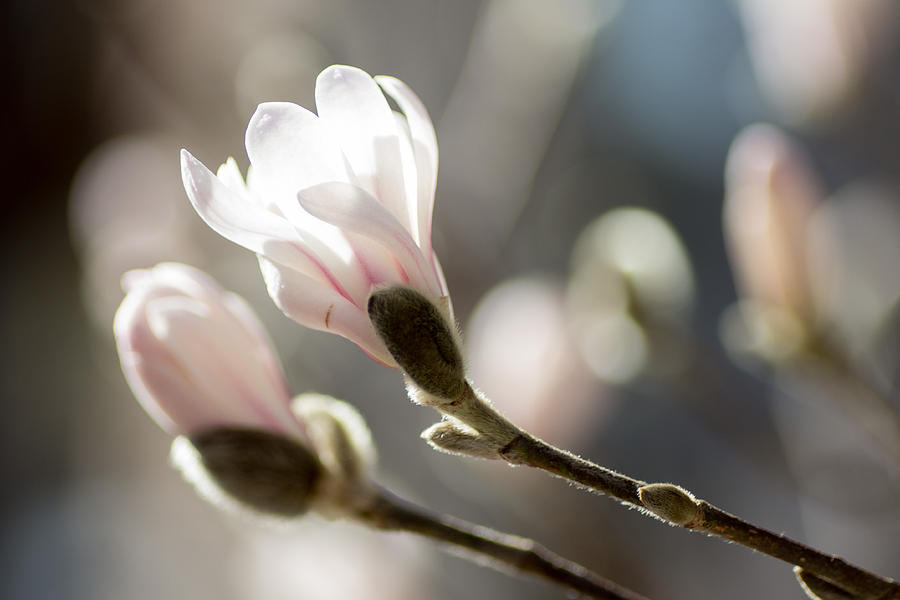 Spring Photograph - Catch Sun by Marcel Huibers