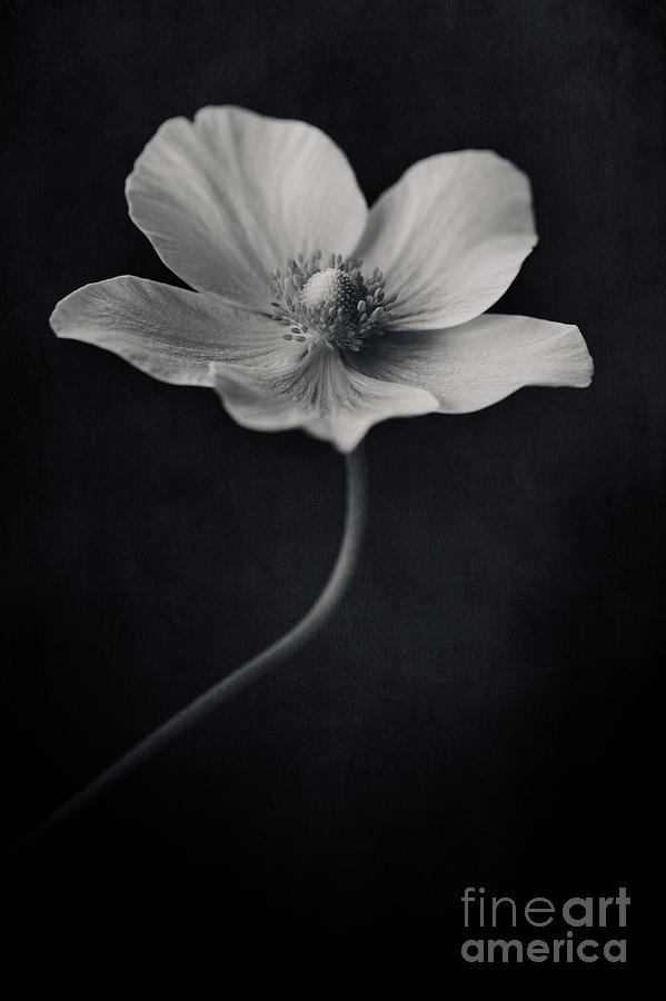 Flower Photograph - Catch The Light by Priska Wettstein